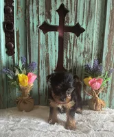 Lizzie, a female Yorkshire Terrier for sale in Paris, TX – 5 of 7