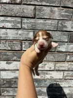 Misfit, a male Miniature Dachshund for sale in Paris, TX – 8 of 9