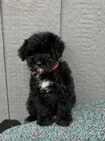 Marley, a  Schnoodle for sale in Paris, TX – Photo 2 of 7