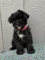 Marley, a  Schnoodle for sale in Paris, TX – Photo 4 of 7