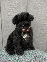 Marley, a  Schnoodle for sale in Paris, TX – Photo 3 of 7