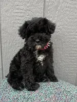 Marley, a  Schnoodle for sale in Paris, TX – Photo 1 of 7