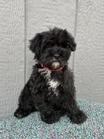 Marley, a  Schnoodle for sale in Paris, TX – Photo 5 of 7