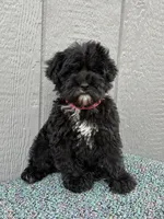 Marley, a  Schnoodle for sale in Paris, TX – Photo 6 of 7
