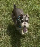 Zeke, a male Miniature Schnauzer for sale in Paris, TX – 5 of 10