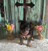 Lizzie, a female Yorkshire Terrier for sale in Paris, TX – 3 of 7