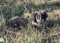 Poppy, a female Miniature Dachshund for sale in Paris, TX – 6 of 10