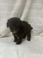 Itty Bitty, a female Poodle - Toy  for sale in Paris, TX – 2 of 6