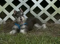Zeke, a male Miniature Schnauzer for sale in Paris, TX – 2 of 10
