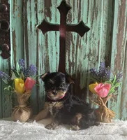 Eve, a female Yorkshire Terrier for sale in Paris, TX – 9 of 10