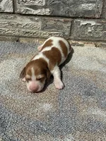 Misfit, a male Miniature Dachshund for sale in Paris, TX – 2 of 9