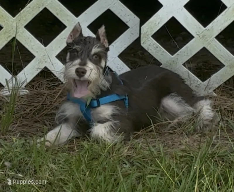 Zeke – Miniature Schnauzer puppy for sale in Paris, TX