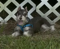 Zeke, a male Miniature Schnauzer for sale in Paris, TX – 3 of 10