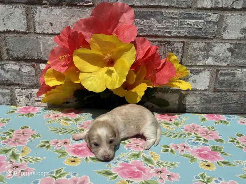 Shiloh – Miniature Dachshund puppy for sale in Paris, TX