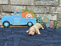 Shiloh, a male Miniature Dachshund for sale in Paris, TX – Photo 7 of 10