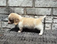 Shiloh dapple, a male Miniature Dachshund for sale in Paris, TX – 2 of 10