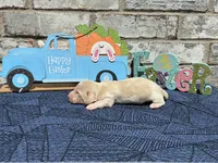 Shiloh, a male Miniature Dachshund for sale in Paris, TX – Photo 8 of 10