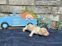 Shiloh, a male Miniature Dachshund for sale in Paris, TX – Photo 5 of 10