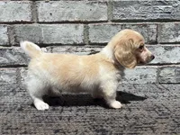 Shiloh dapple, a male Miniature Dachshund for sale in Paris, TX – 8 of 10