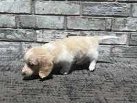 Shiloh dapple, a male Miniature Dachshund for sale in Paris, TX – 10 of 10