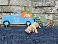 Shiloh, a male Miniature Dachshund for sale in Paris, TX – Photo 10 of 10