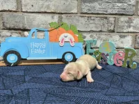 Shiloh, a male Miniature Dachshund for sale in Paris, TX – Photo 4 of 10