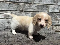 Shiloh dapple, a male Miniature Dachshund for sale in Paris, TX – 3 of 10