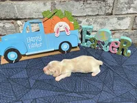 Shiloh, a male Miniature Dachshund for sale in Paris, TX – Photo 6 of 10