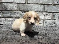 Shiloh dapple, a male Miniature Dachshund for sale in Paris, TX – 4 of 10