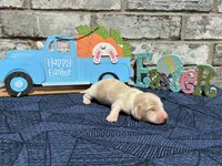 Shiloh, a male Miniature Dachshund for sale in Paris, TX – Photo 1 of 10