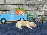 Shiloh, a male Miniature Dachshund for sale in Paris, TX – Photo 3 of 10