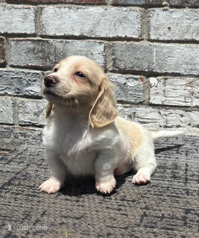 Shiloh dapple – Miniature Dachshund puppy for sale in Paris, TX