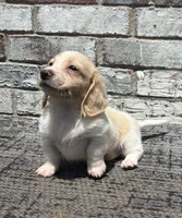 Shiloh dapple, a male Miniature Dachshund for sale in Paris, TX – 1 of 10