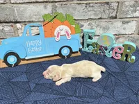 Shiloh, a male Miniature Dachshund for sale in Paris, TX – Photo 2 of 10