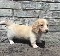 Shiloh dapple, a male Miniature Dachshund for sale in Paris, TX – 7 of 10