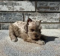 Cocoa , a female Miniature Schnauzer for sale in Paris, TX – 8 of 10