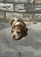 Misfit (dapple), a male Miniature Dachshund for sale in Paris, TX – 4 of 10