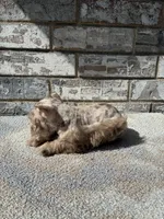Cocoa , a female Miniature Schnauzer for sale in Paris, TX – 5 of 10