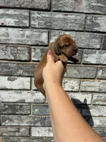 Rose, a female Miniature Dachshund for sale in Paris, TX – 3 of 10