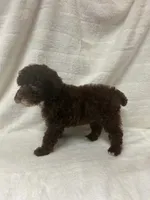 Nova, a female Poodle - Toy  for sale in Paris, TX – 3 of 9