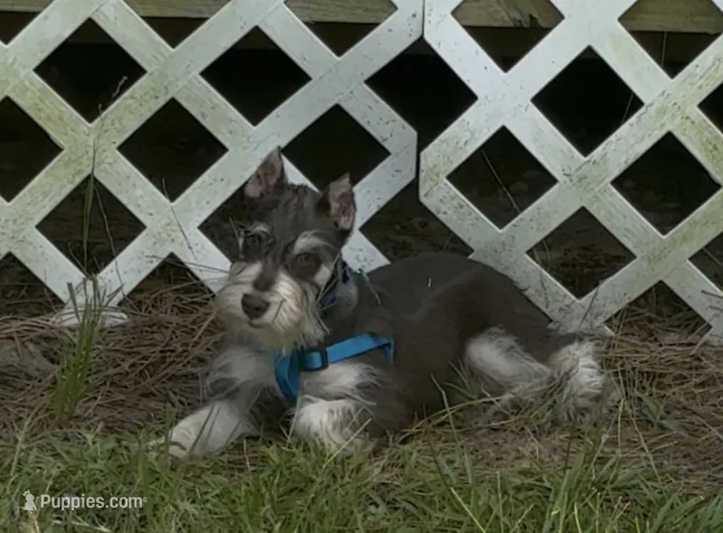 Zeke – Miniature Schnauzer puppy for sale in Paris, TX