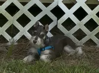 Zeke, a male Miniature Schnauzer for sale in Paris, TX – 1 of 10