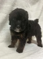 Lady, a female Poodle - Toy  for sale in Paris, TX – 8 of 8