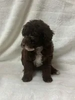 Nova, a female Poodle - Toy  for sale in Paris, TX – 7 of 9