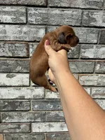 Rose, a female Miniature Dachshund for sale in Paris, TX – 8 of 10