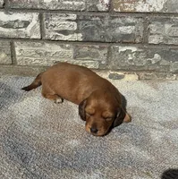 Rose (dapple), a female Miniature Dachshund for sale in Paris, TX – 5 of 10