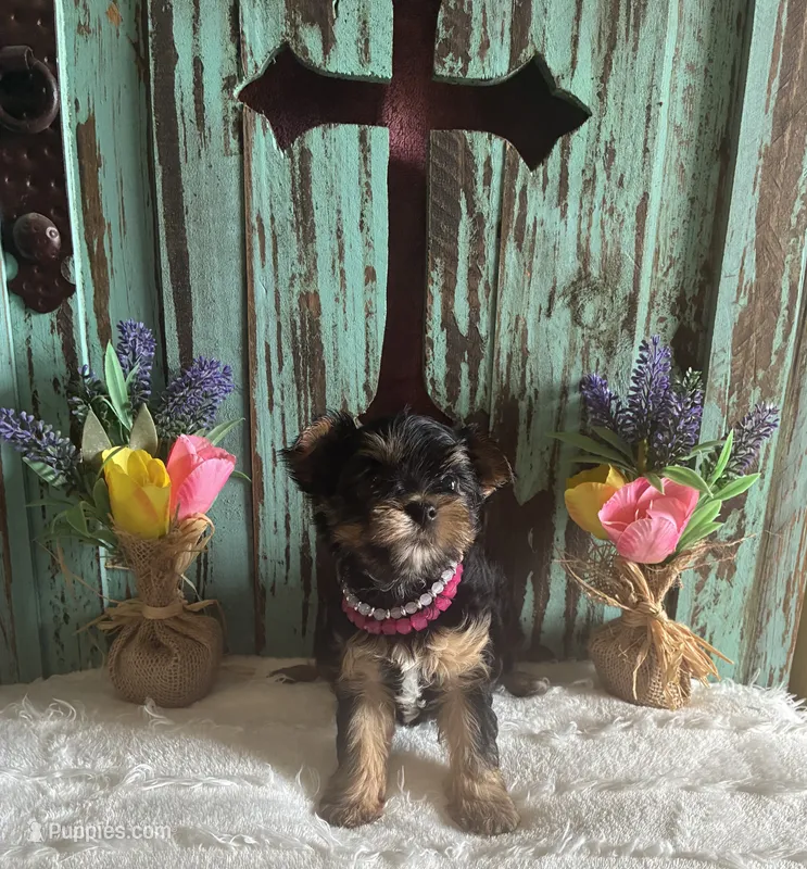 Eve – Yorkshire Terrier puppy for sale in Paris, TX