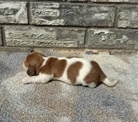 Misfit, a male Miniature Dachshund for sale in Paris, TX – 5 of 9
