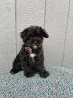 Marley, a  Schnoodle for sale in Paris, TX – Photo 7 of 7