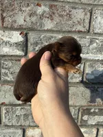 Hendrix, a male Yorkshire Terrier for sale in Paris, TX – Photo 10 of 10